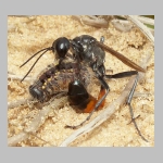 Ammophila sabulosa - Sandwespe 03j 19mm mit Clostera sp-Raupe.jpg